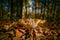 Selective focus shot of cute Clitocybe fungus in autumn forest with fallen leaves