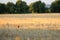 Selective focus shot of a cute deer sneaking from the field to get in the shot