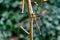 Selective focus shot of a cute dragonfly sitting on a branch with blurred background