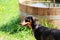 Selective focus shot of a cute Gordon Setter near a trough full of water