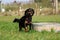 Selective focus shot of a cute Gordon Setter near a trough full of water