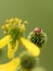 Selective focus shot of a cute Ladybird beetle on a flower