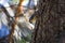 Selective focus shot of a cute nuthatch on a tree trunk