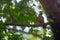 Selective focus shot of cute Old World flycatchers hanging out on a tree