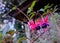 Selective focus shot of cute pink Fuchsia flowering plants in a garden