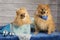 Selective focus shot of cute Pomeranians for a photoshoot