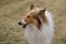 Selective focus shot of a cute Rough Collie in the backyard