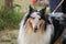 Selective focus shot of a cute Rough Collie with a collar