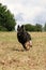 Selective focus shot of a cute running German Shepherd