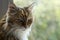 Selective focus shot of a cute serious domestic cat with a blurred background