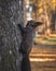 Selective focus shot of a cute tassel-eared squirrel climbing on the tree with a blurred background