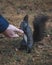 Selective focus shot of a cute tassel-eared squirrel eating its food with a blurred background