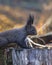 Selective focus shot of a cute tassel-eared squirrel at the top of a cut wooden tree