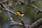 Selective focus shot of a cute  thick-billed euphonia laniirostris  bird perched on a tree