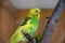 Selective focus shot of cute wavy parrot in a zoo