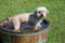 Selective focus shot of a cute wet Bichon Frise in a trough full of water