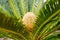 Selective focus shot of a cycas rumphii  in a botanical garden