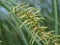 Selective focus shot of the Cyperus Esculentus growing in the field