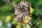 Selective focus shot of a damaged dried leaf