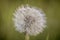 Selective focus shot of a dandelion with greenery on the background