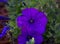 Selective focus shot of a dark blue Petunia flowering plant growing the garden