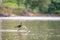 Selective focus shot of a darter perched on a branch in Costa Rica