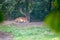 Selective focus shot of a deer captured in Wildpark Schwarze Berge