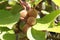 Selective focus shot of delicious ripe kiwis hanging from a tree branch