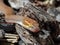 Selective focus shot of details on a bug-eyed house snake with yellow eyes
