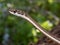 Selective focus shot of details on a karoo sand snake