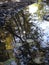 Selective focus shot of a dirty puddle of rainwater with autumn leaves