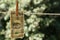 Selective focus shot of a dollar bill hung from a wire with a clothespin