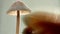 Selective focus shot of a dome-shaped mushroom head with long thin stem