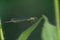 Selective focus shot of a dragonfly with clear wings on a green fuzzy plant