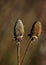 Selective focus shot of a dried Western coneflower