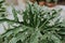Selective focus shot of an eruca vesicaria plant leaves