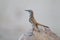 Selective focus shot of an exotic black beaked bird standing on a rock