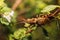 Selective focus shot of an exotic grasshopper on a plant