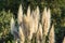 Selective focus shot of feathery foliage of pampas grass (cortaderia selloana) in garden