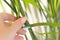 Selective focus shot of a female hand catching the thin and long plant leaves