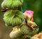 Selective focus shot of fire beetles on flower buds in the garden