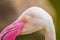 Selective focus shot of a flamingo in Al Areen Wildlife Park in Bahrain