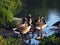 Selective focus shot of a flock of geese on a lakeshore with grasses around during a sunny day