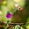 Selective focus shot of flowering great burdock (arctium lappa)