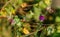 Selective focus shot of flowering great burdock (arctium lappa)