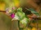 Selective focus shot of flowering great burdock (arctium lappa)