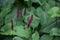 Selective focus shot of a flowering plant called Firetail