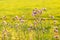 Selective focus shot of the flowering plant called plume thistle in a field