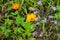 Selective focus shot of the flowers from a plant called Calendula