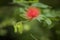 Selective focus shot of a fluffy albicia flower